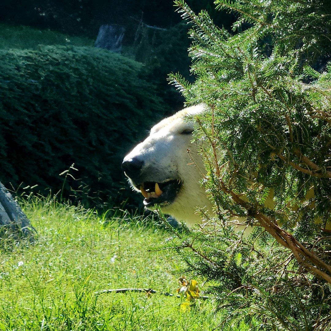 Polar Bear (Ursus maritimus)