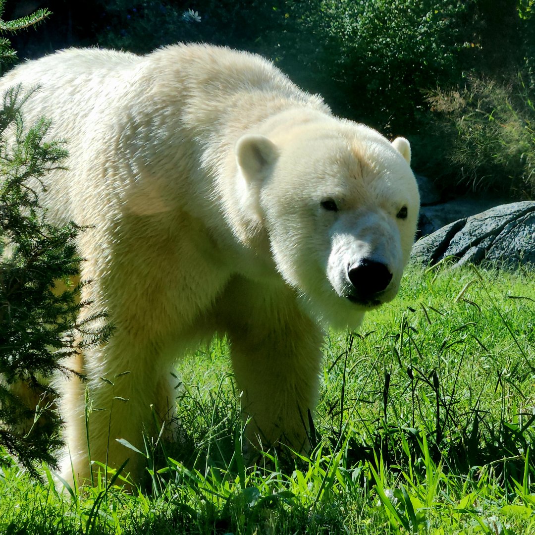 Polar Bear (Ursus maritimus)