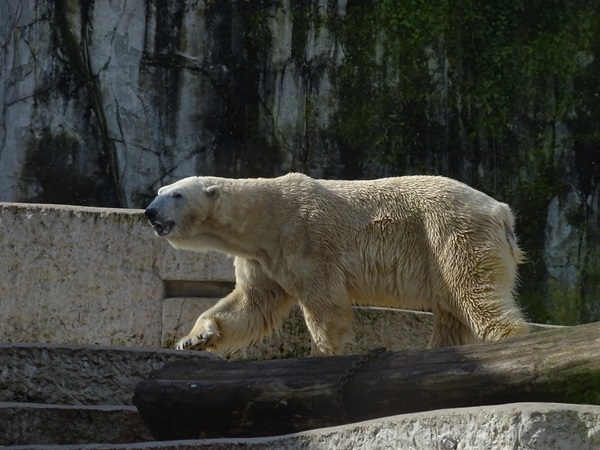 Polar bear (Ursus maritimus)