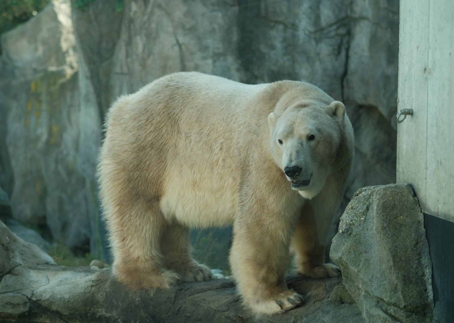 Polar Bear (Ursus maritimus)