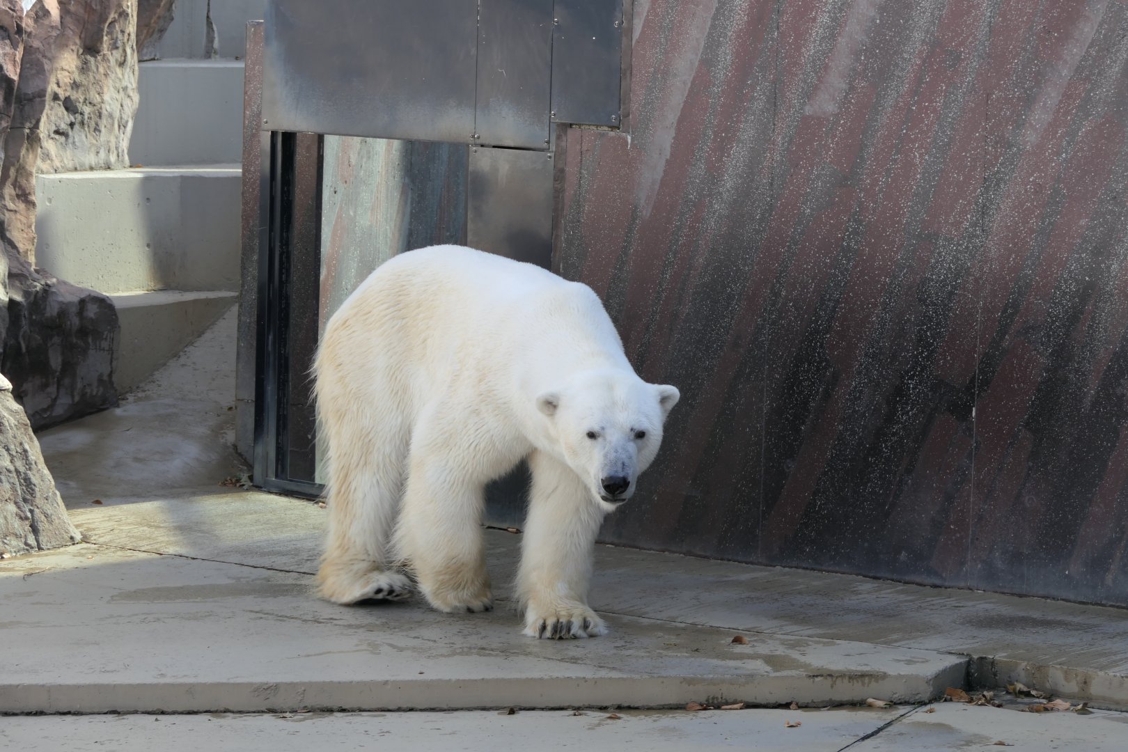 Polar Bear (Ursus maritimus)
