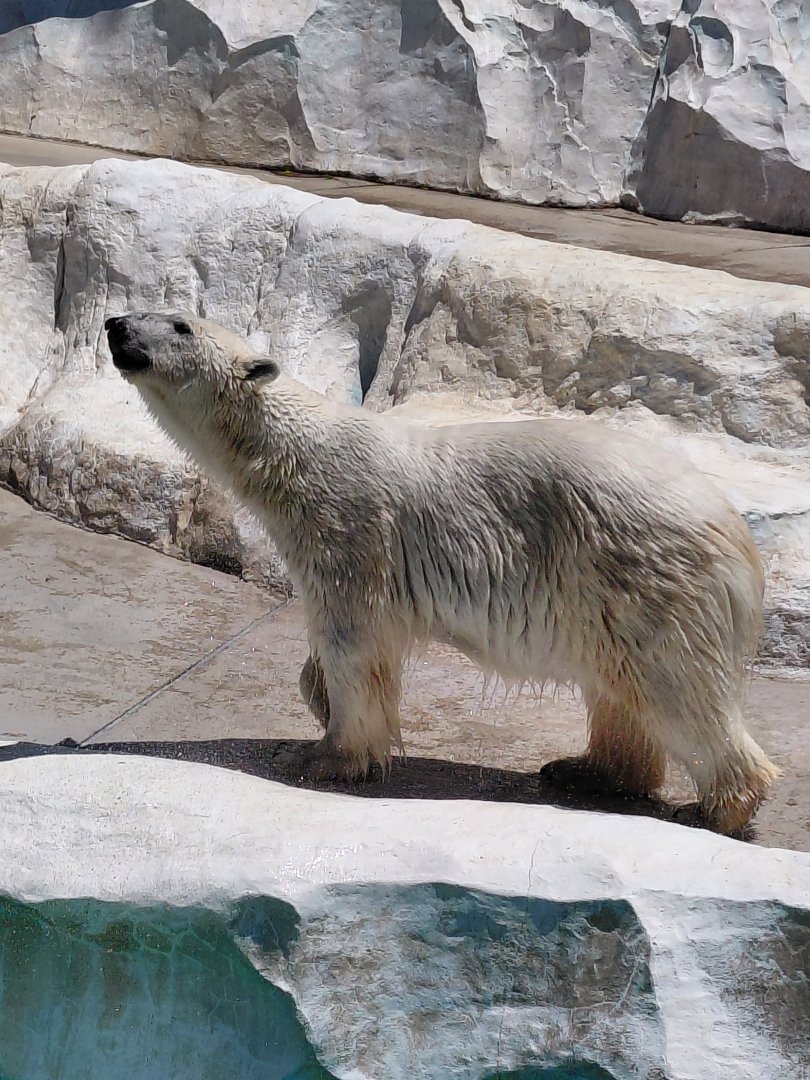 Polar Bear (Ursus maritimus)