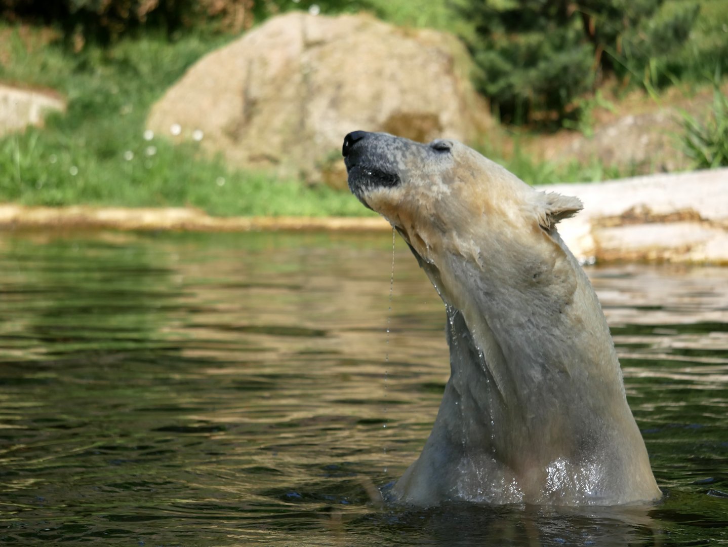 Polar bear (Ursus maritimus)