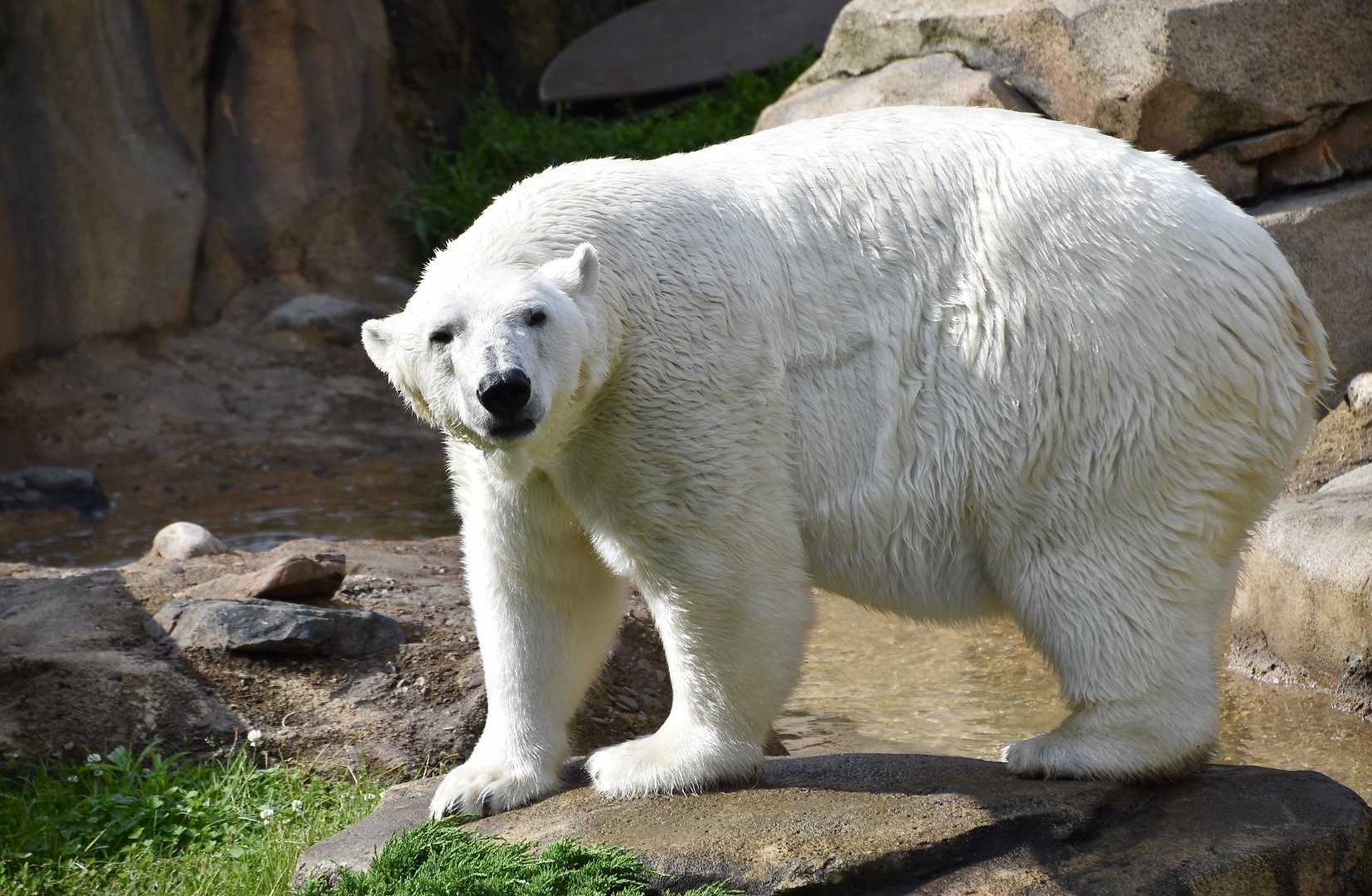 Polar Bear (Ursus maritimus)