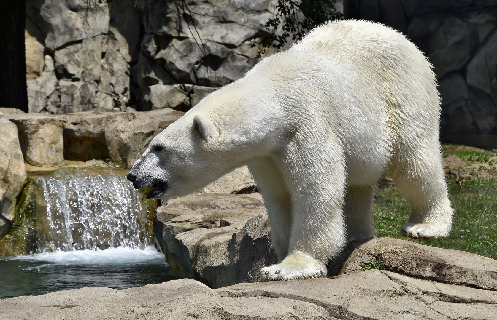 Polar Bear (Ursus maritimus)