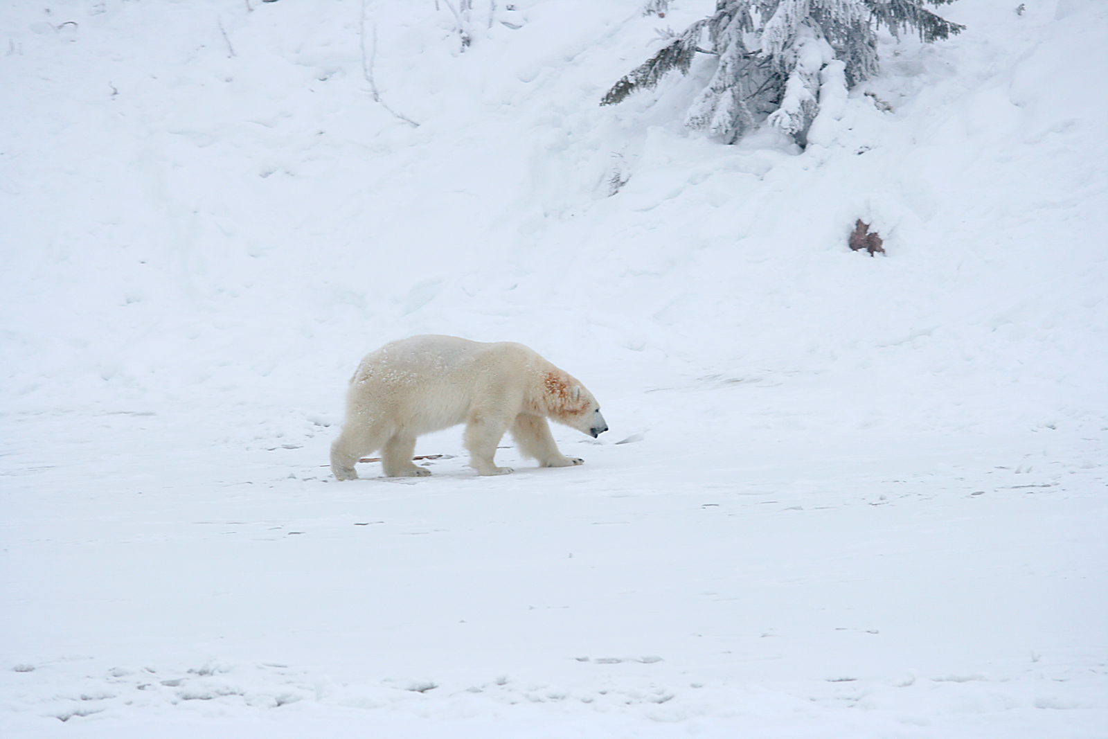 Polar bear (Ursus maritimus)