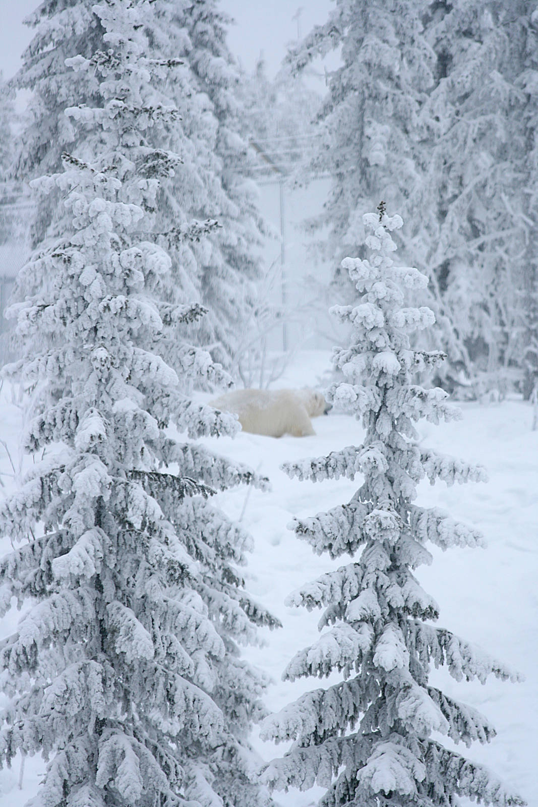 Polar bear (Ursus maritimus)