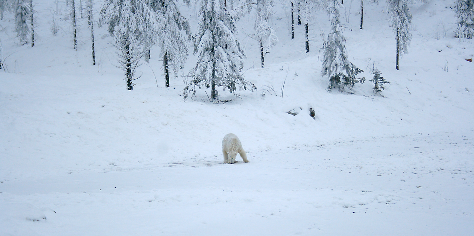 Polar bear (Ursus maritimus)