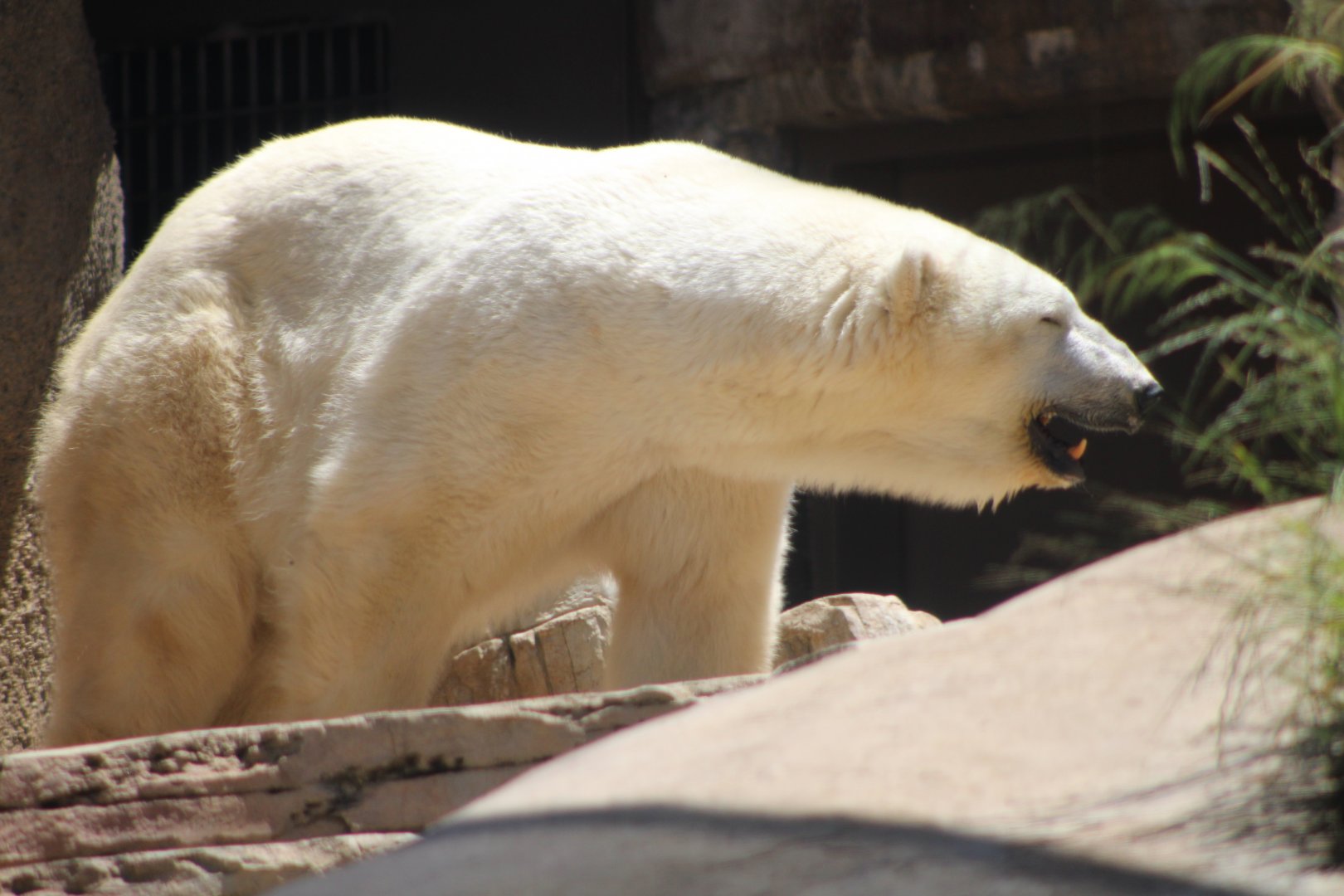 Polar Bear (Ursus maritimus)