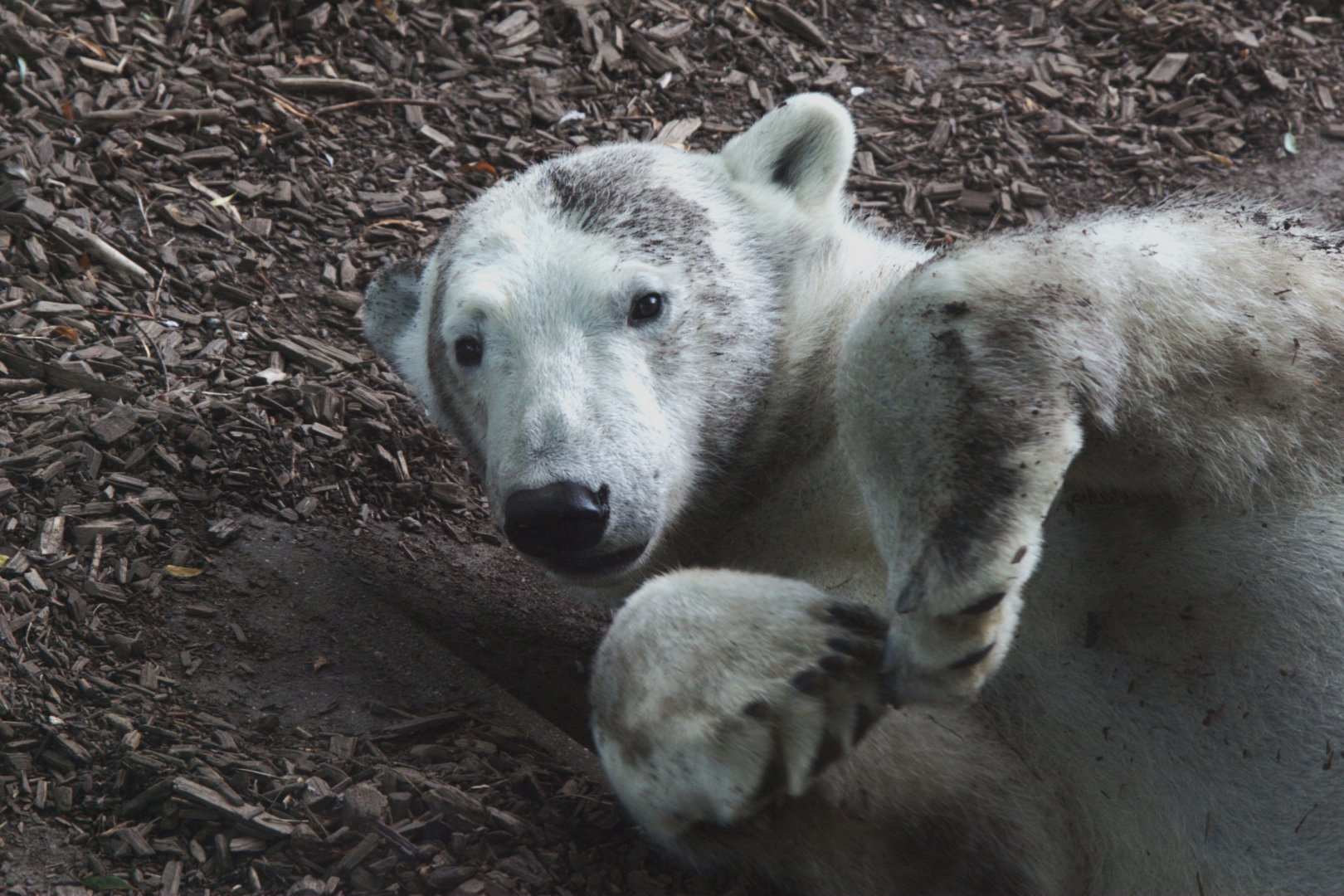 Polar Bear (Ursus maritimus)