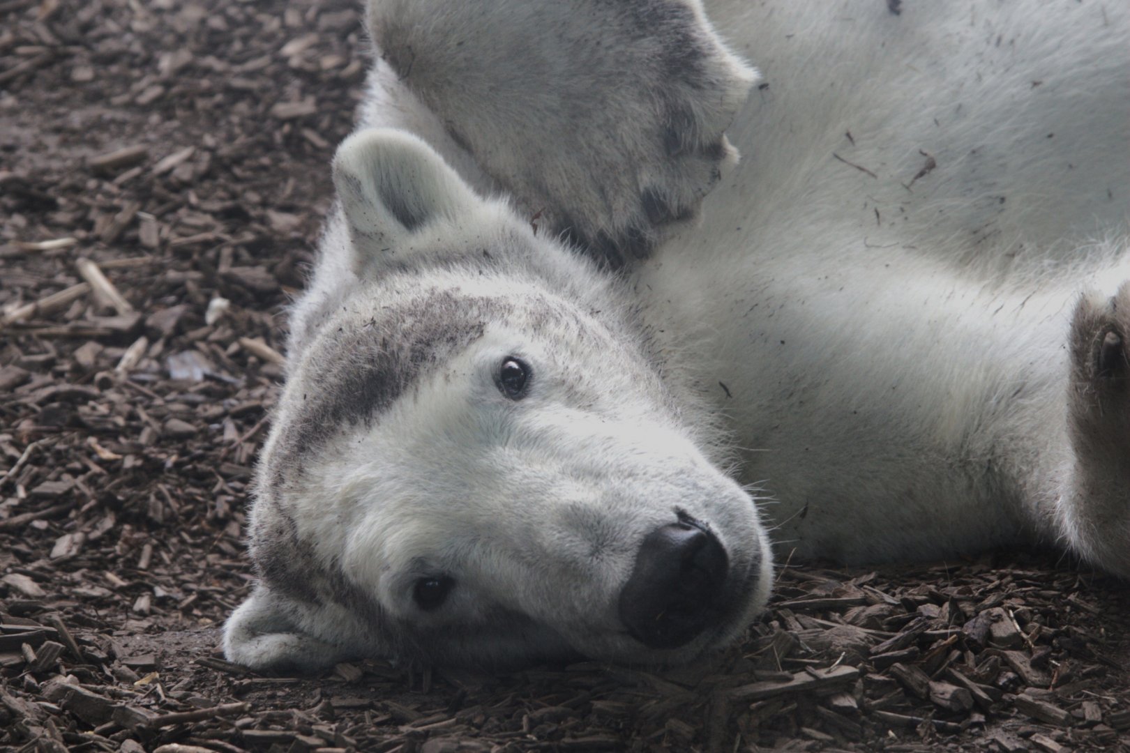 Polar Bear (Ursus maritimus)