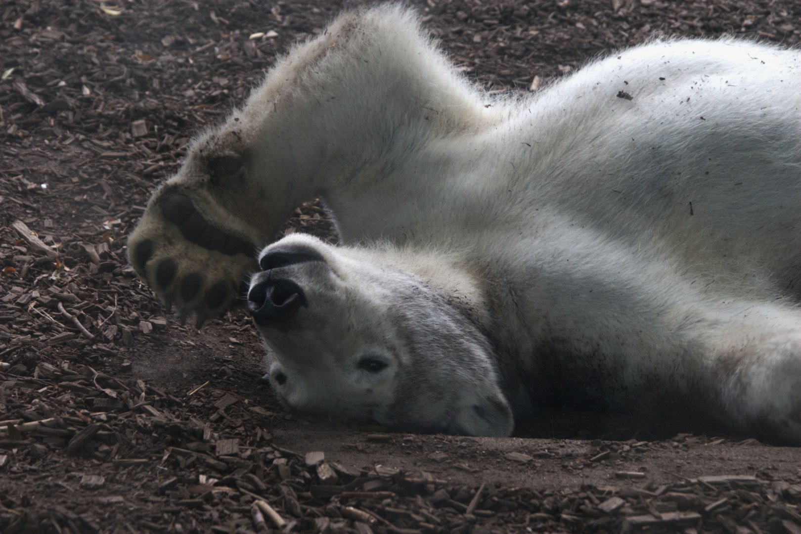 Polar Bear (Ursus maritimus)