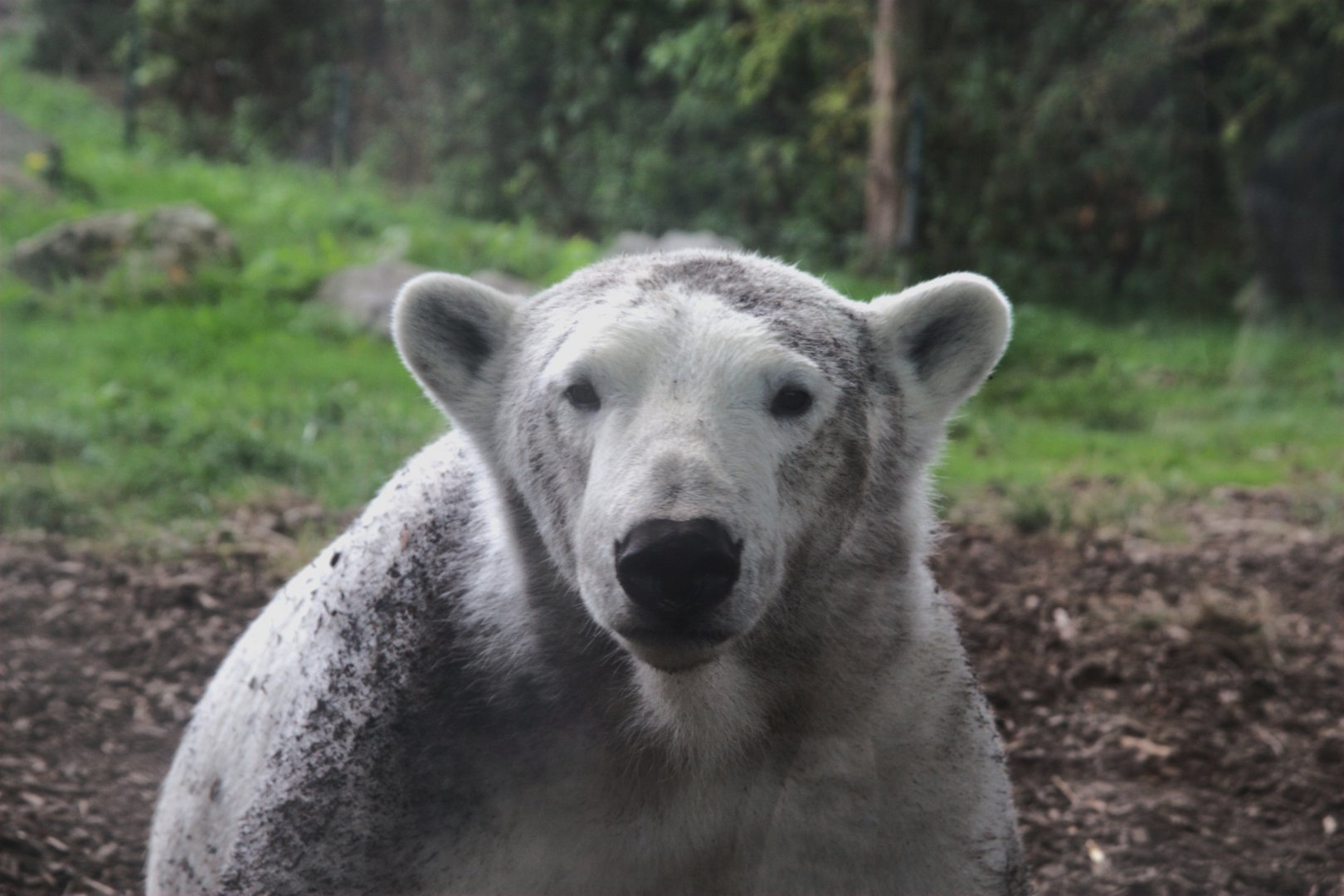 Polar Bear (Ursus maritimus)