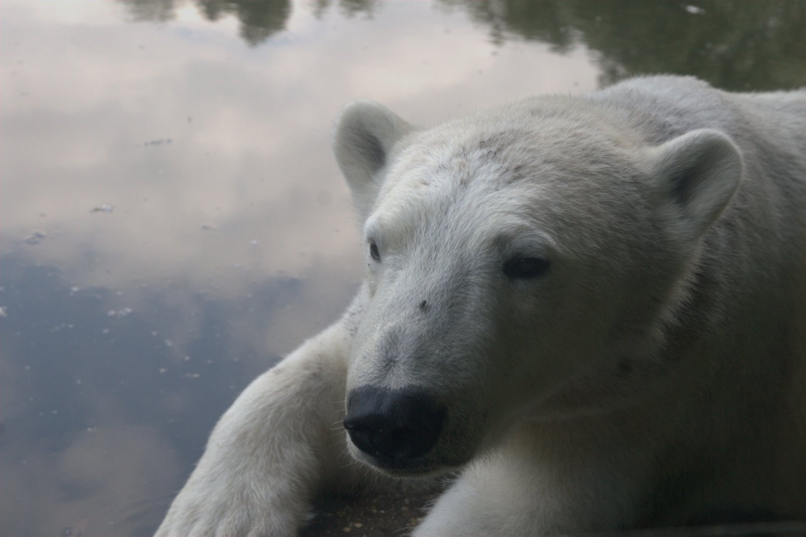 Polar Bear (Ursus maritimus)
