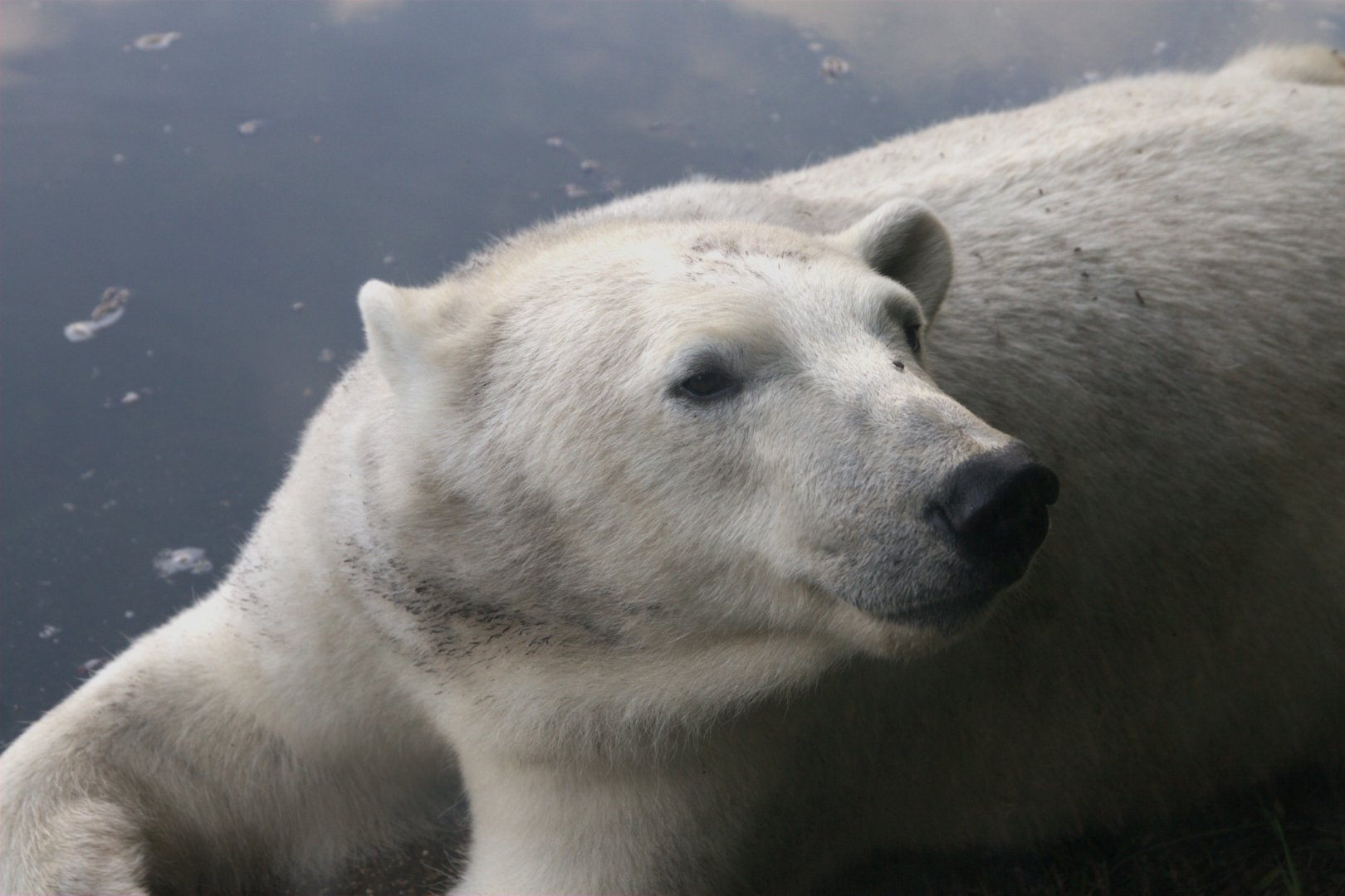 Polar Bear (Ursus maritimus)