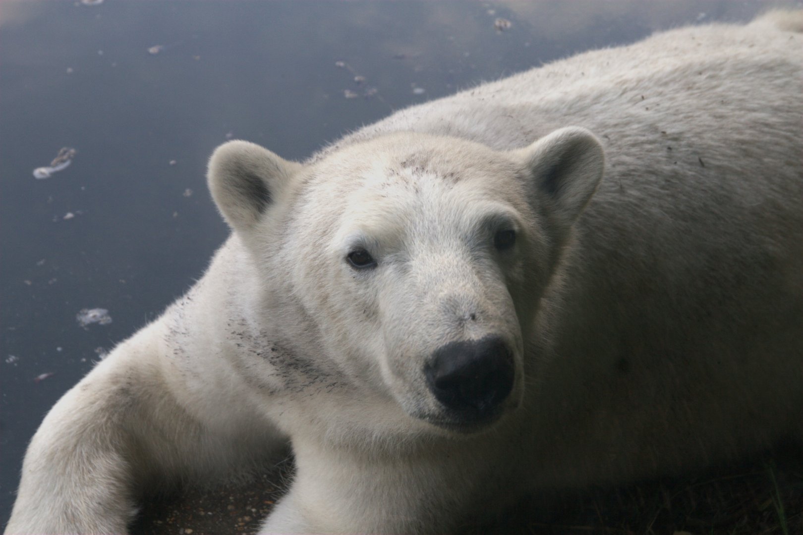 Polar Bear (Ursus maritimus)