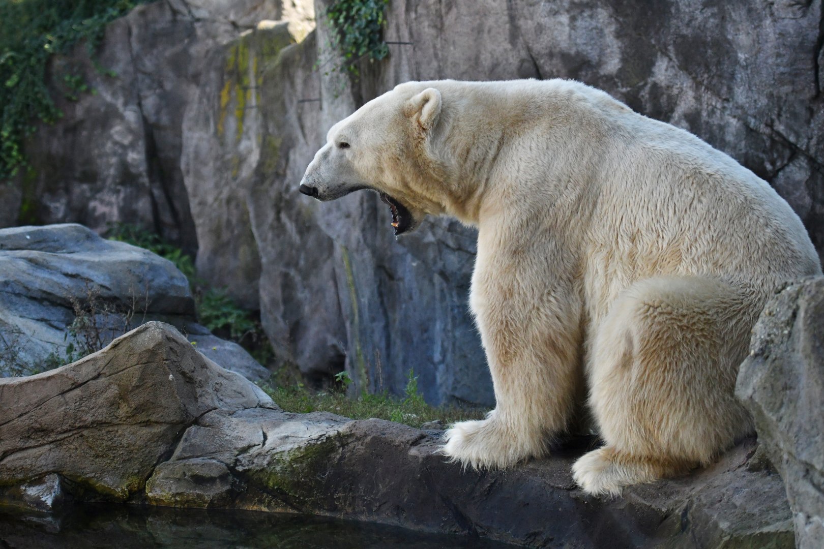 Polar bear (Ursus maritimus)
