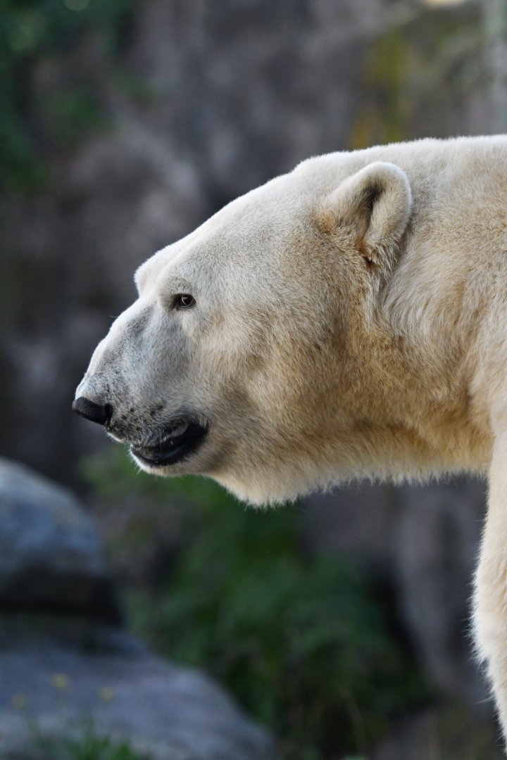 Polar bear (Ursus maritimus)