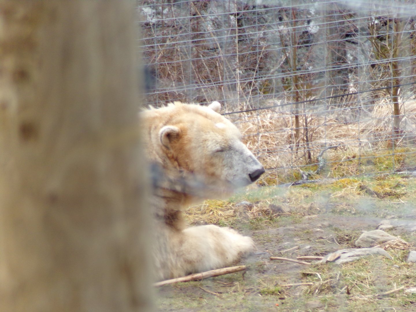 Polar bear “Victoria” 5.4.24