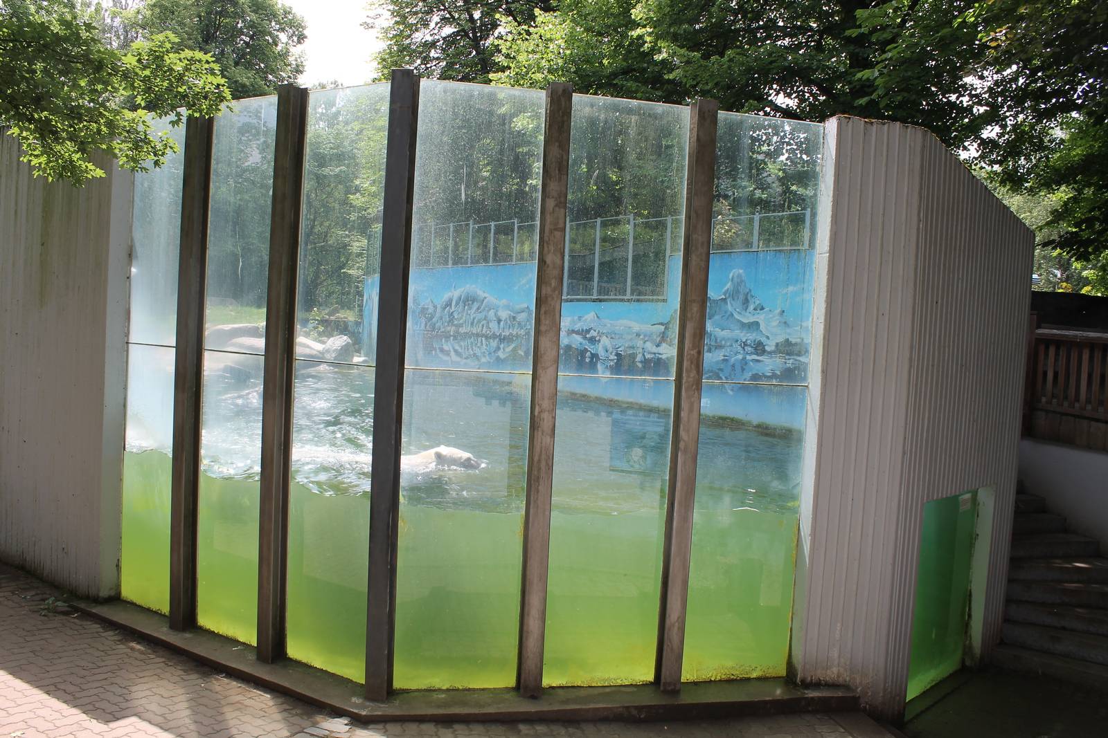 Polar bear viewing window