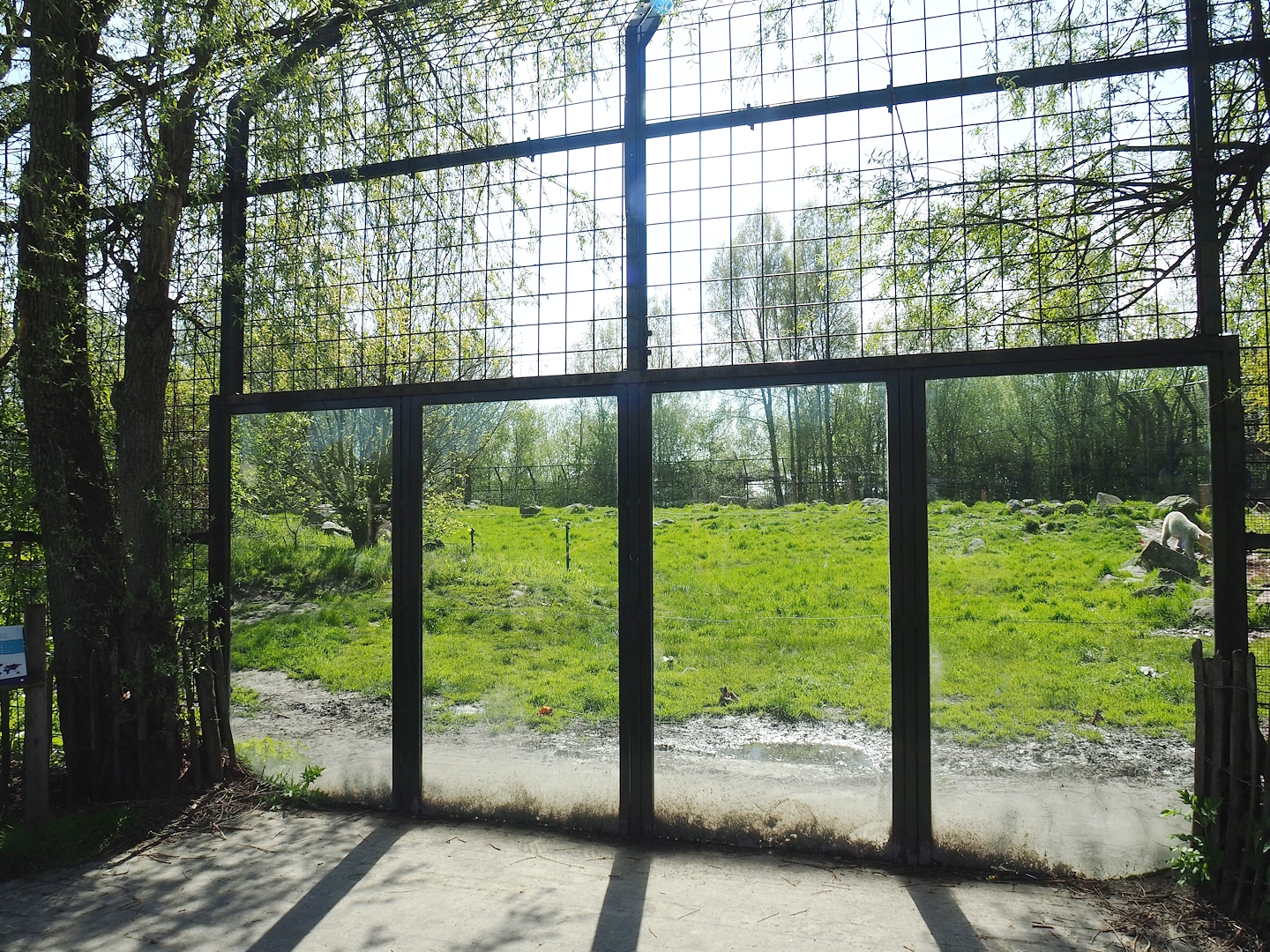 Polar bear viewing windows, 2023-04-30