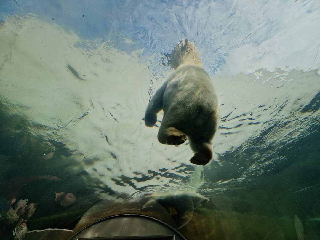 Polar Bear walking above the visitors