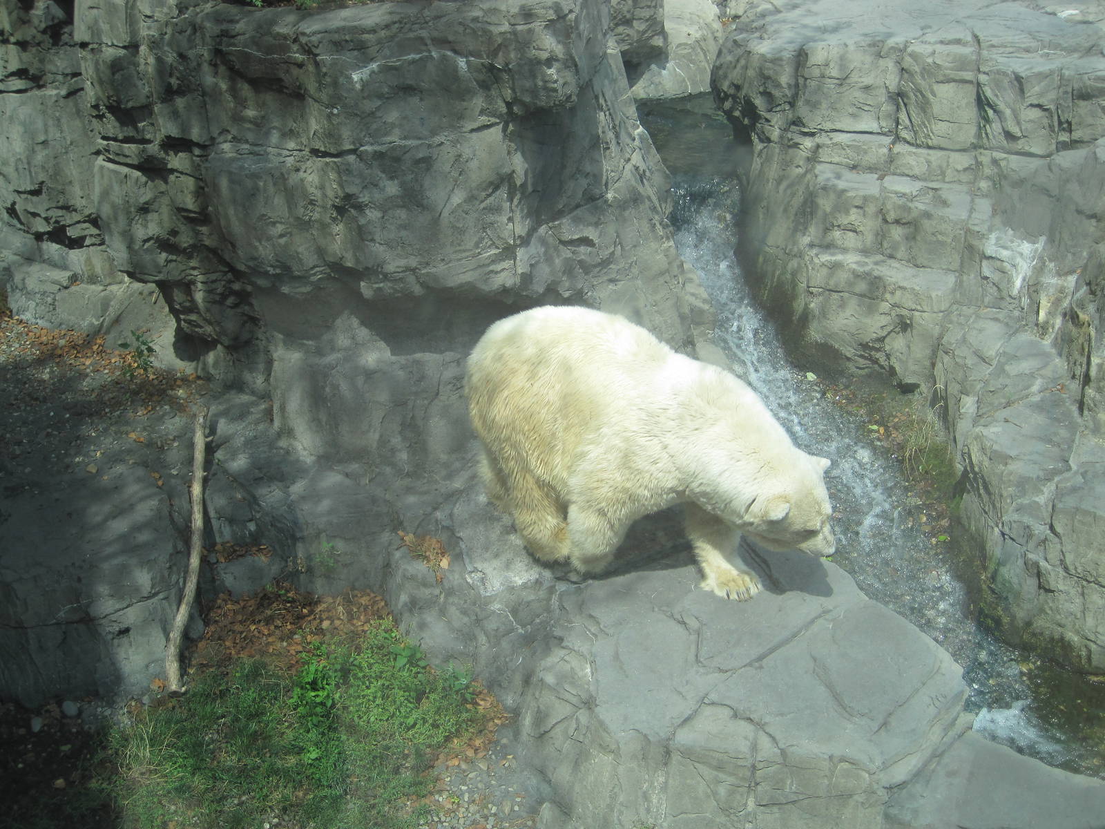 Polar Bear Walking Around Exhibit
