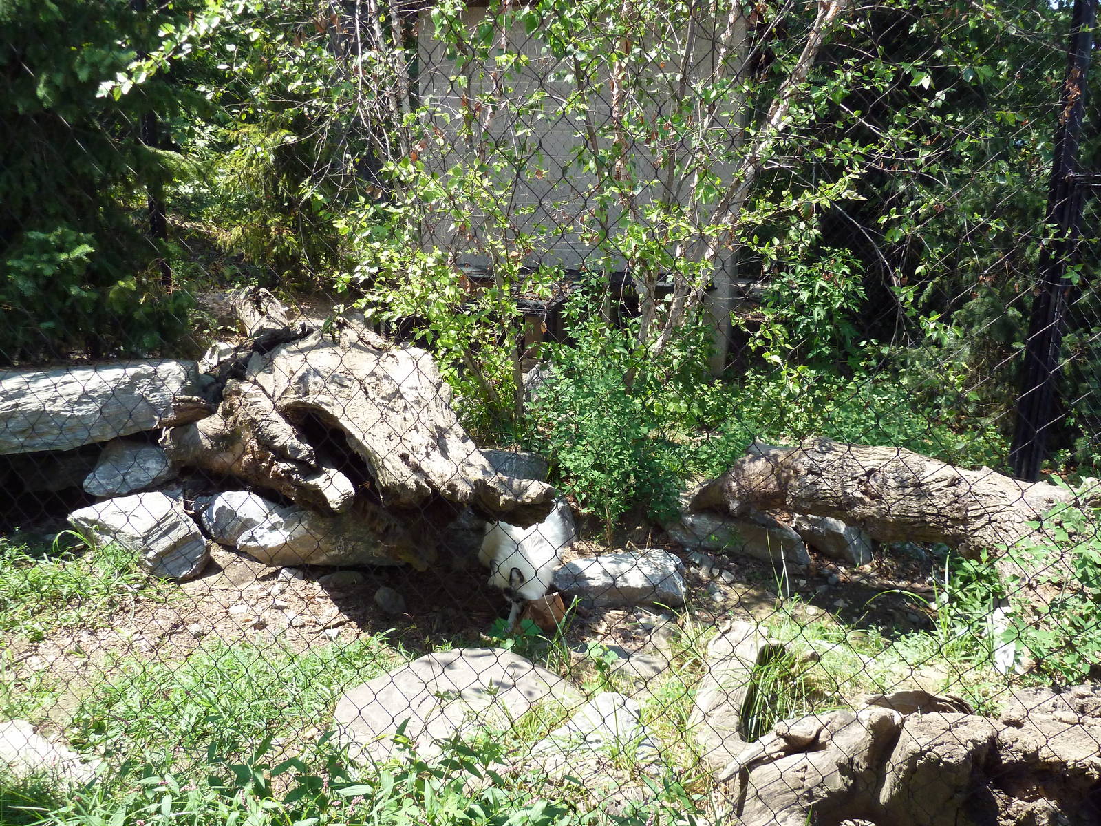 Polar Bear Watch- Arctic Fox Exhibit