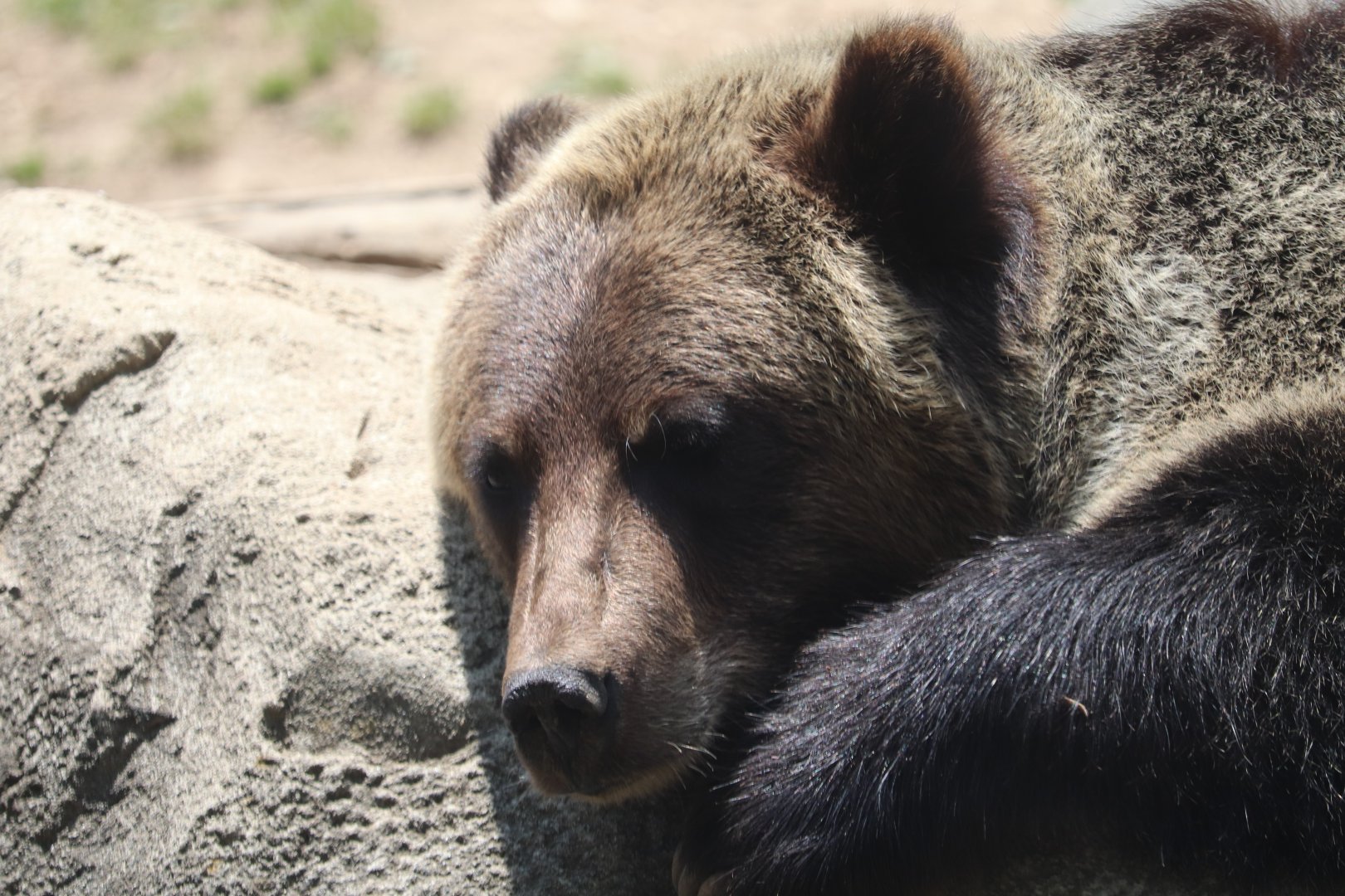 Polar Bear Watch - Grizzly Bear