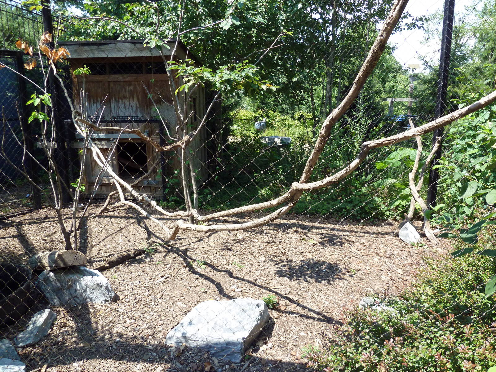 Polar Bear Watch - Raven Aviary