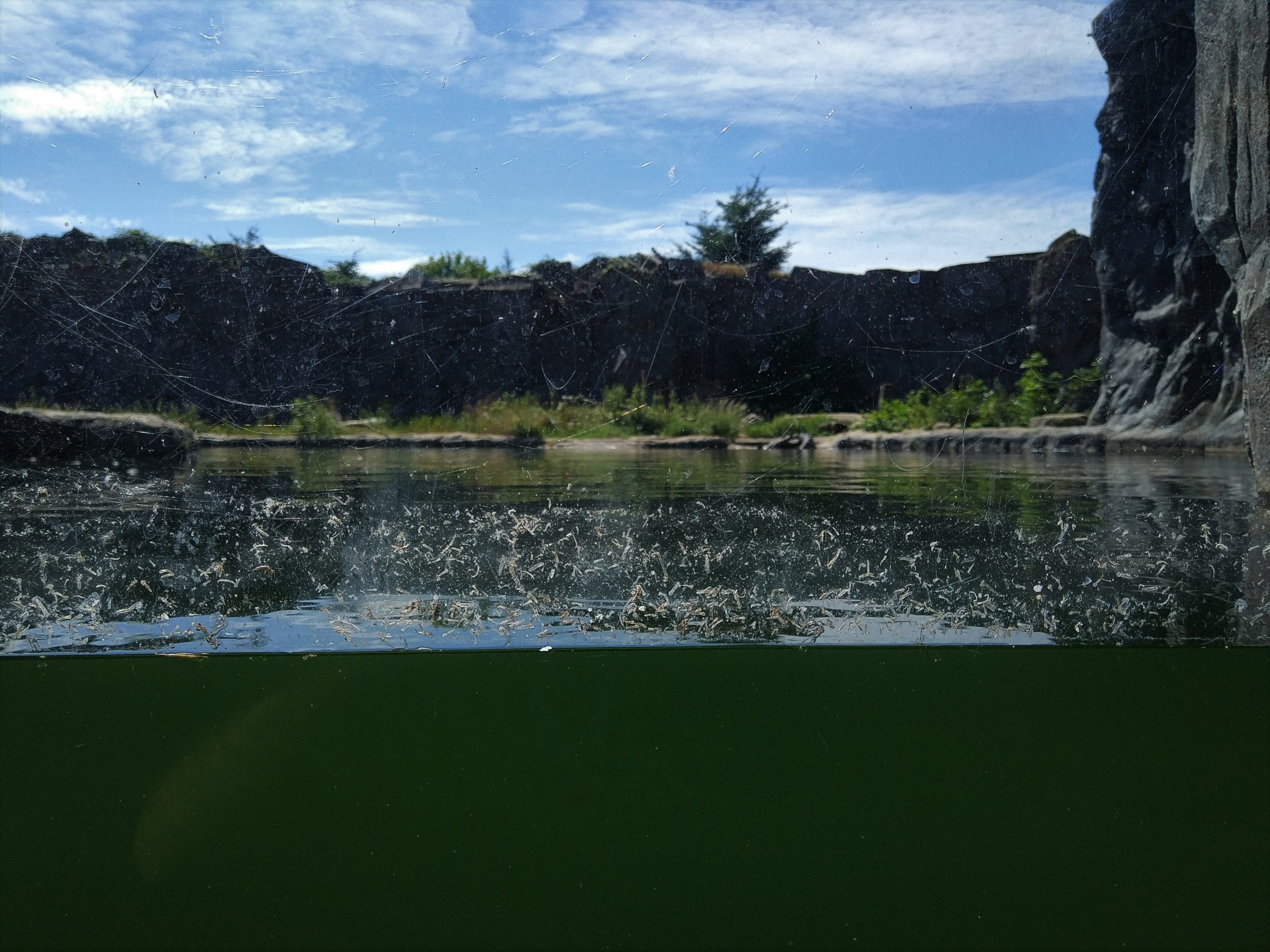 Polar Bear water viewing