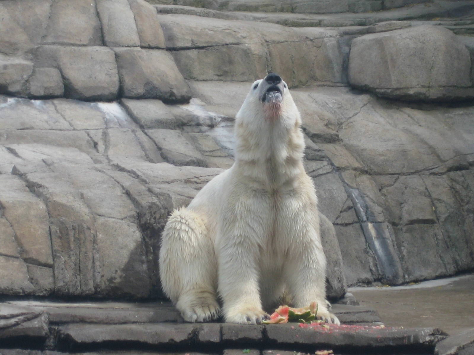 Polar Bear + Watermelon