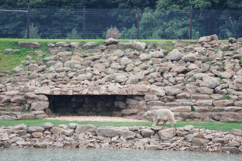 Polar Bear with Cave at Yorkshire WP, 25/08/14