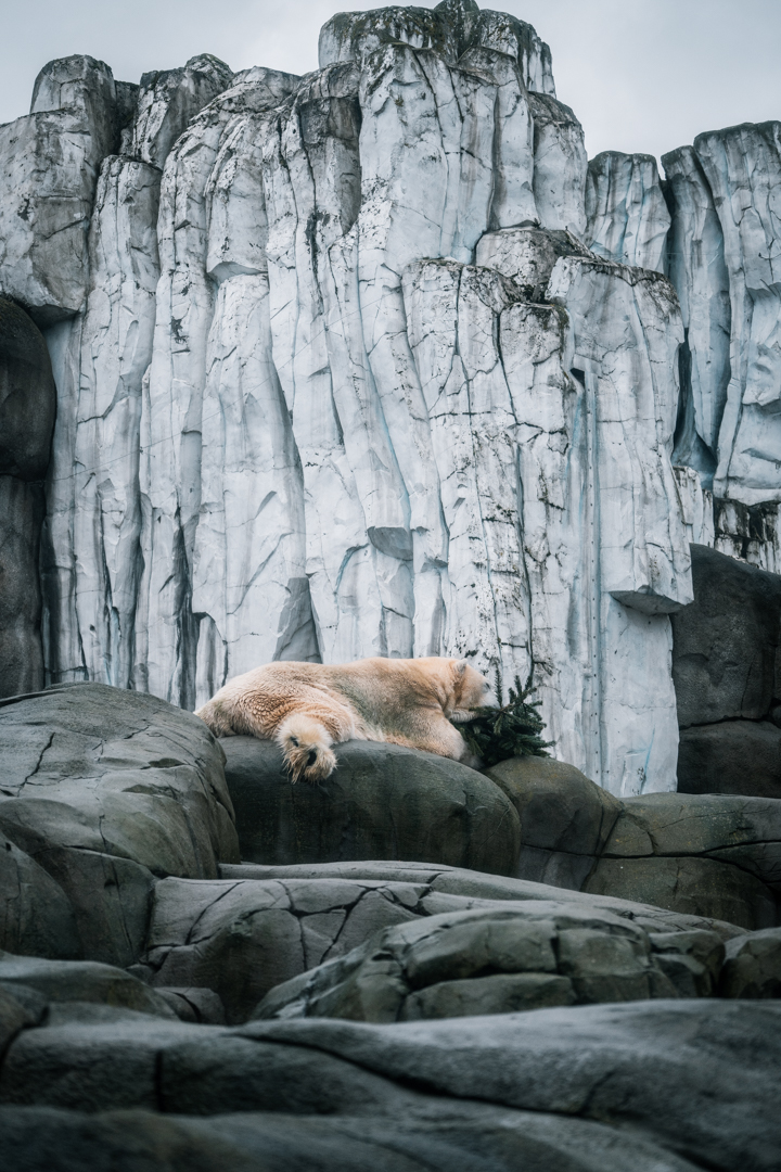 Polar Bear with christmas tree
