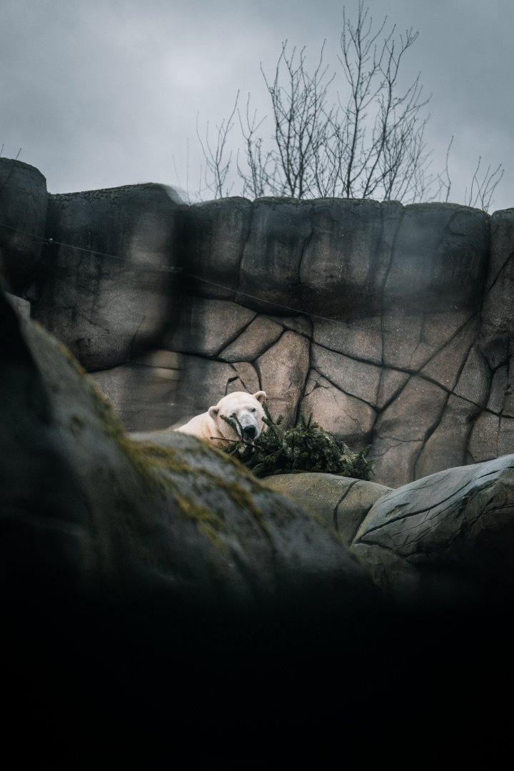 Polar Bear with christmas tree