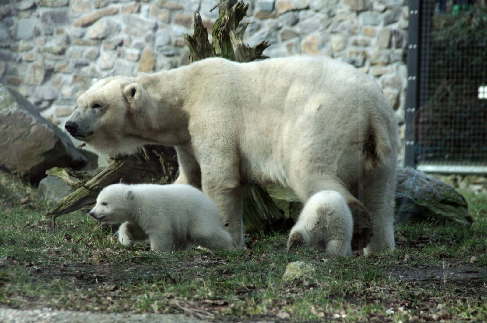 polar bear with cubs