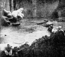 Polar bear with young