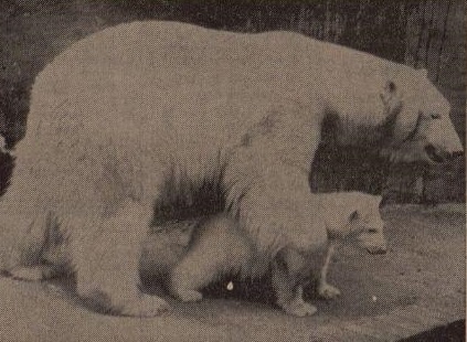 Polar bear with young