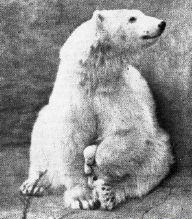 Polar bear with young