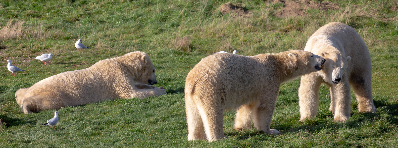 Polar bear : Yorkshire WP : 10 Nov 2018