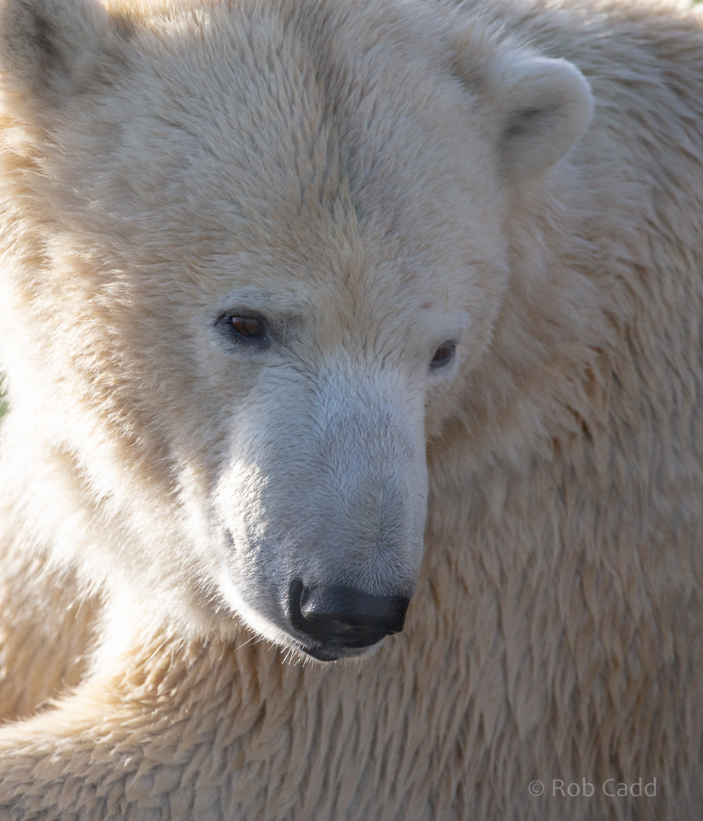Polar bear : Yorkshire WP : 10 Nov 2018
