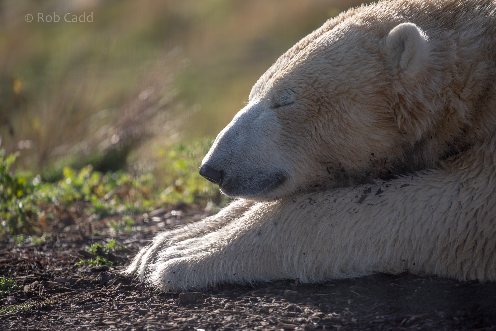 Polar bear : Yorkshire WP : 10 Nov 2018