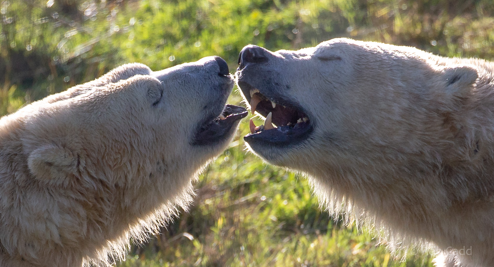 Polar bear : Yorkshire WP : 10 Nov 2018