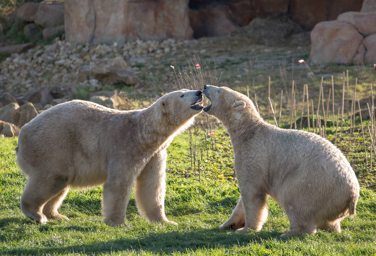 Polar bear : Yorkshire WP : 11 Nov 2017