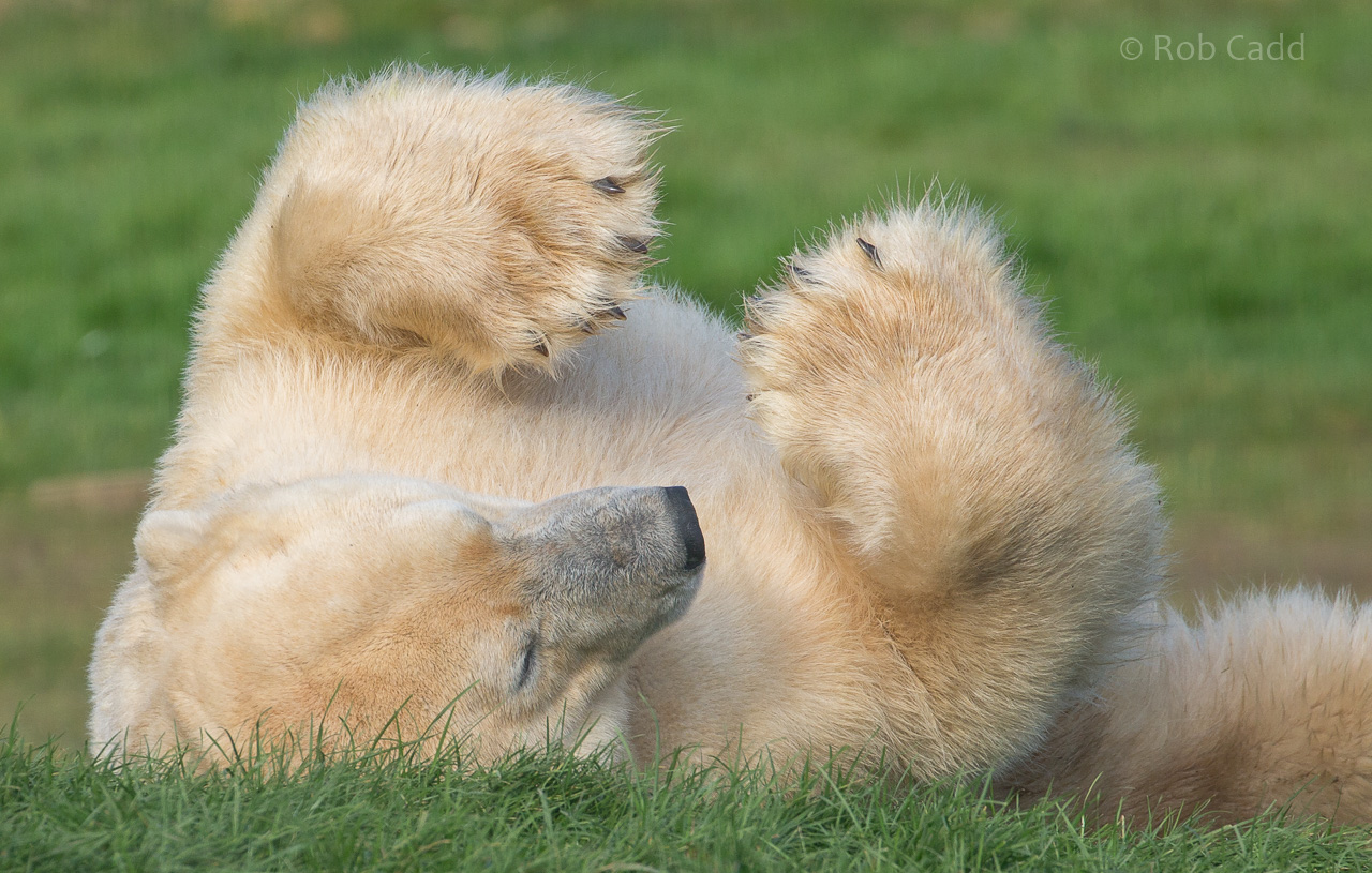 Polar bear : Yorkshire WP : 11 Nov 2017