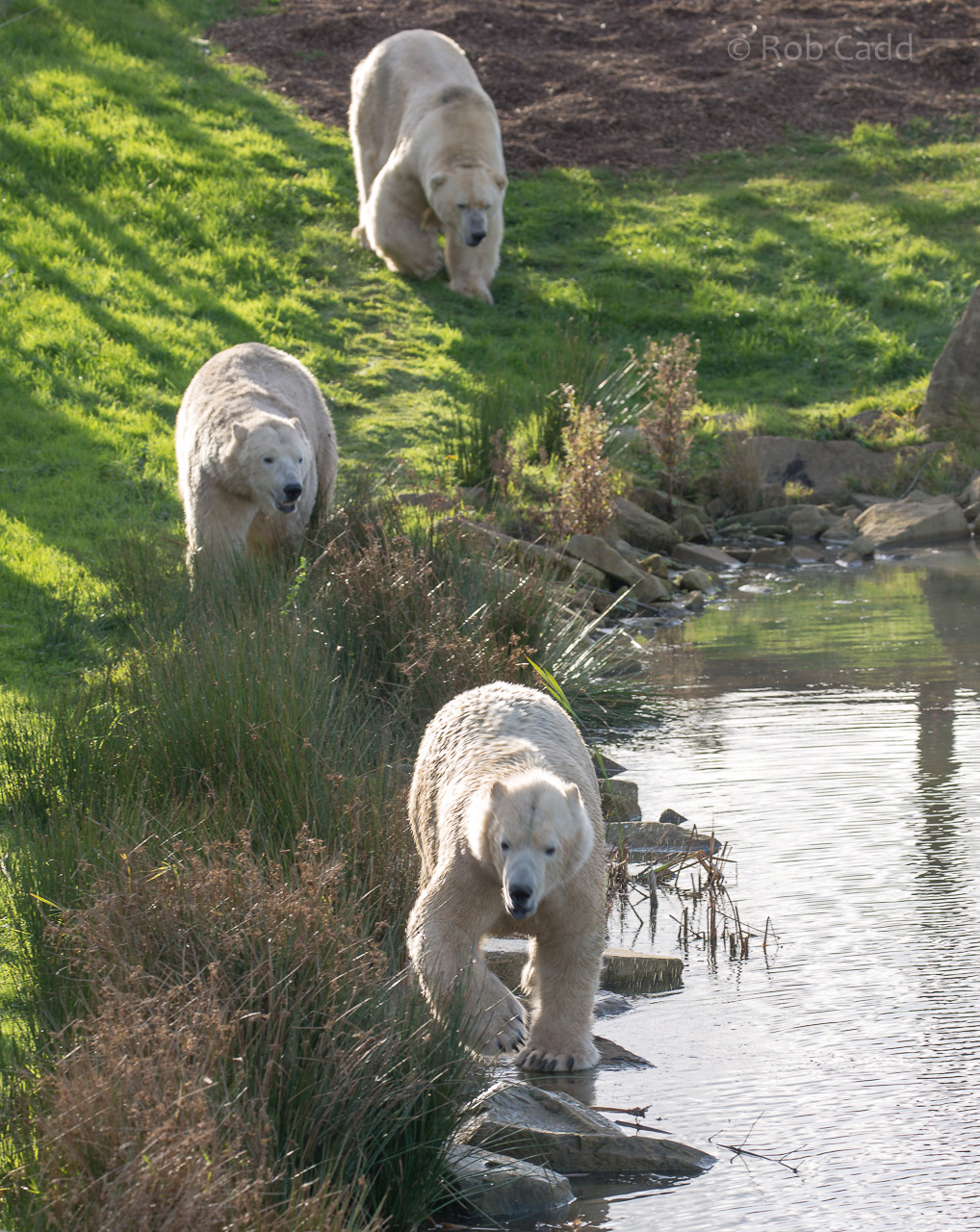 Polar bear : Yorkshire WP : 11 Nov 2017