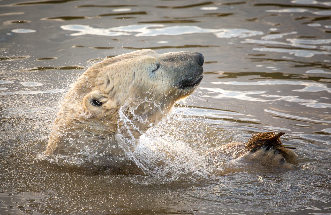 Polar bear : Yorkshire WP : 11 Nov 2017