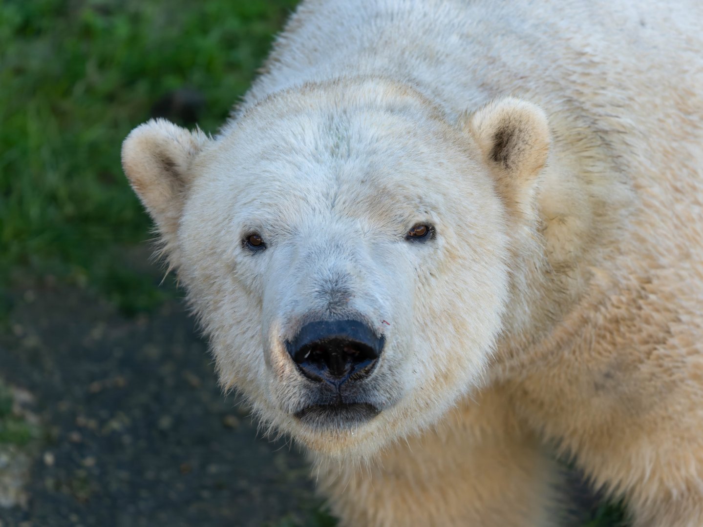 Polar bear, YWP, UK