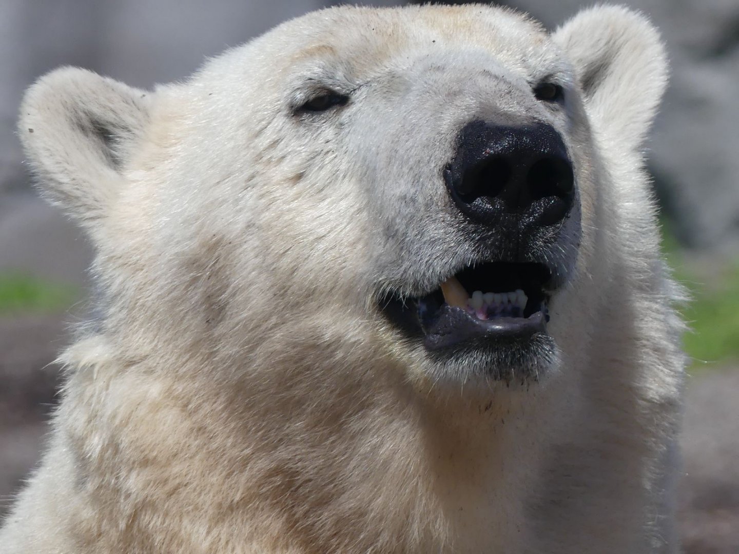 Polar Bear - Zoo København - 26.05.25