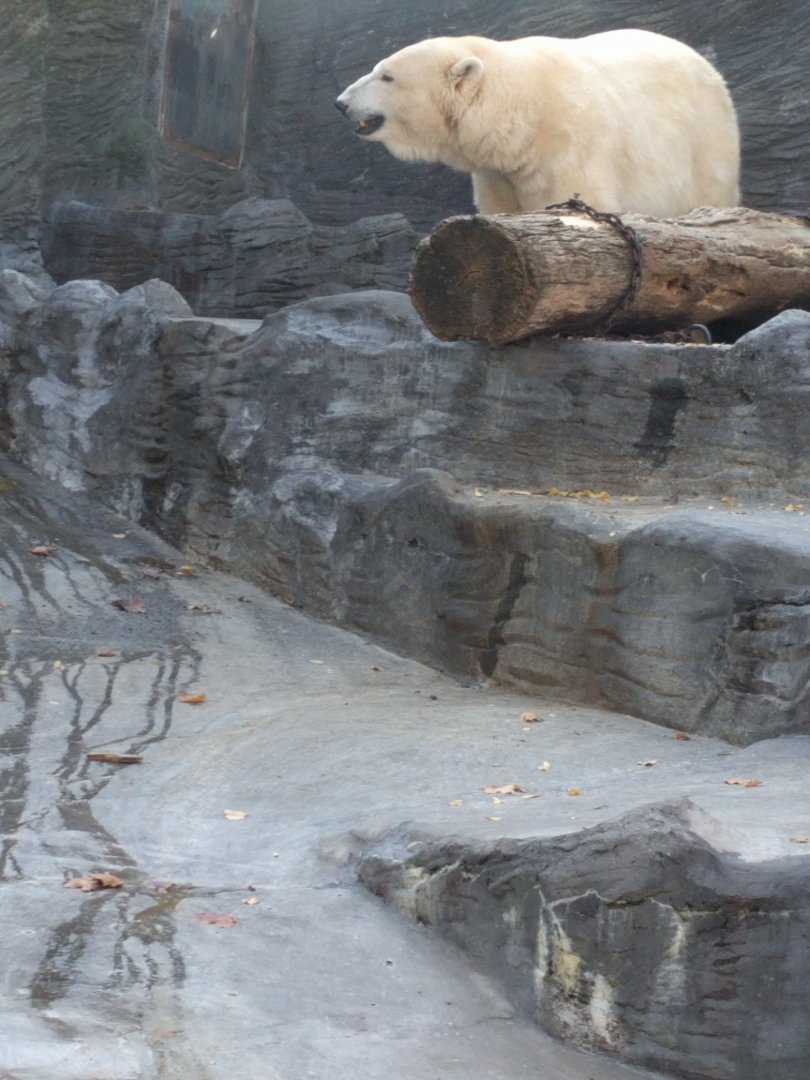 Polar Bear Zoo Praha 2018
